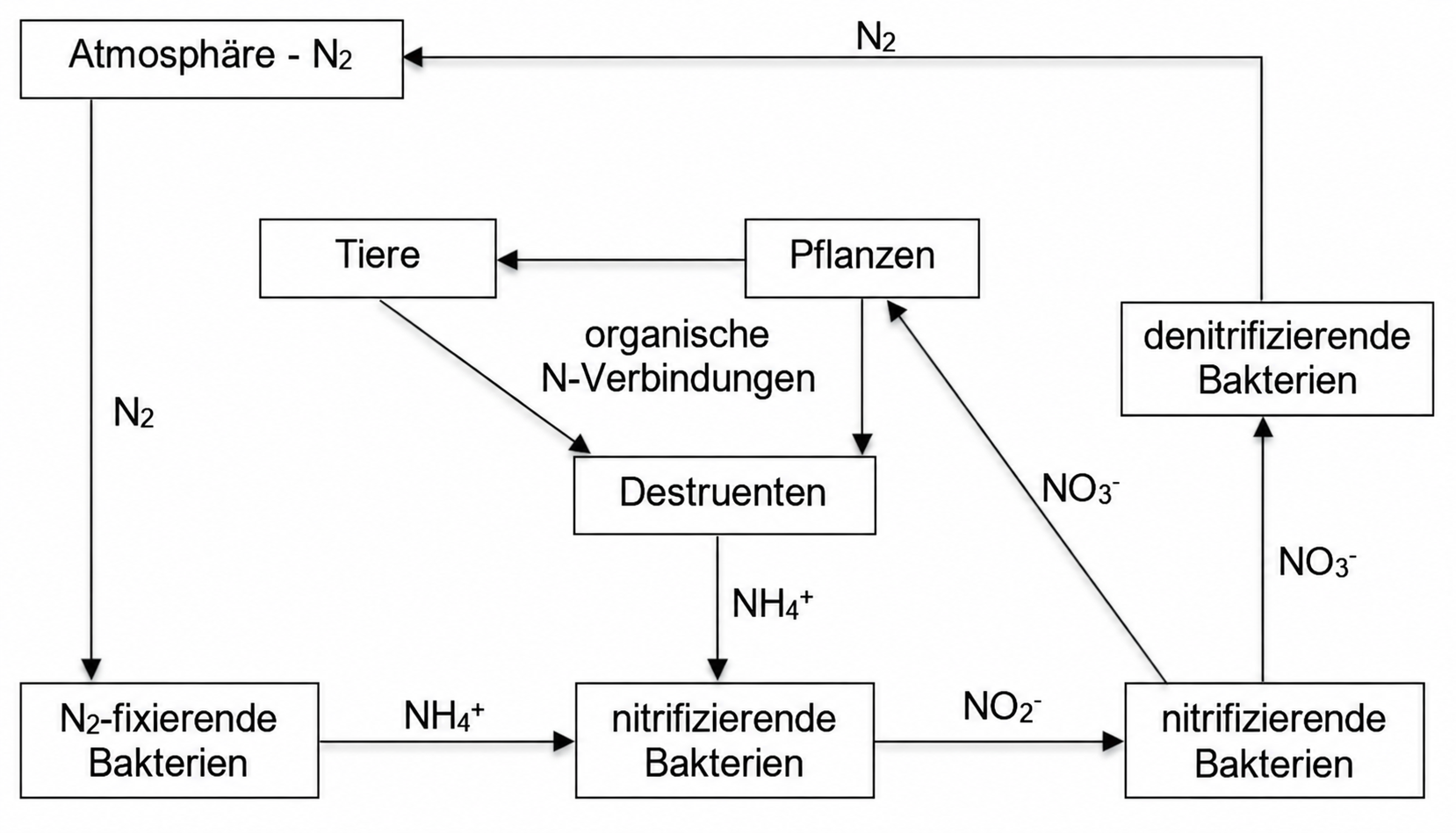 Schematische Darstellung des Stickstoffkreislaufs mit Pflanzen, Tieren und beteiligten Bakterien.